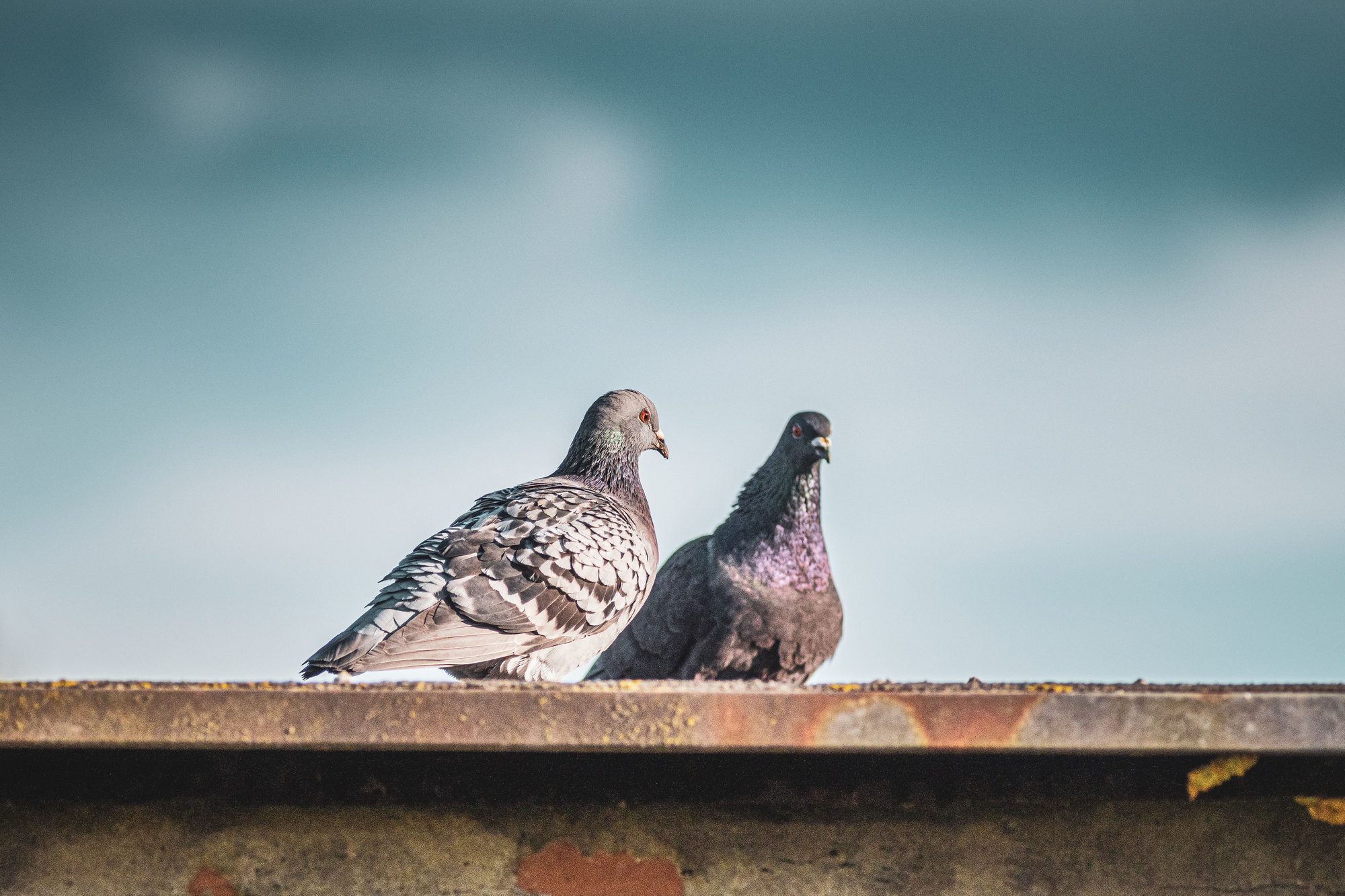 Cómo ahuyentar palomas de forma efectiva