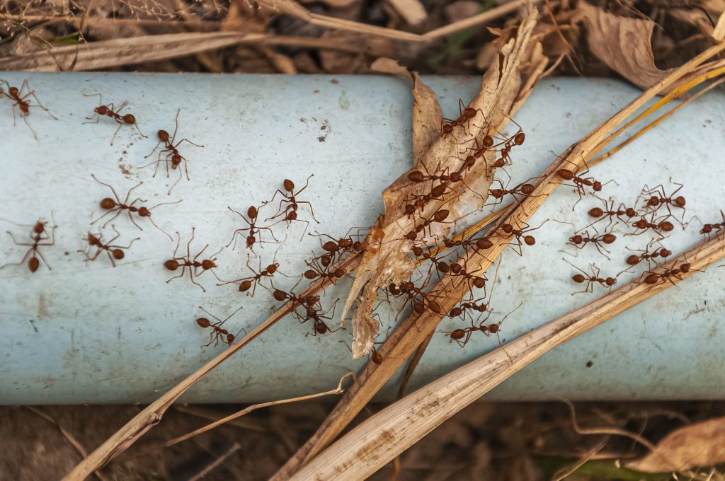 como eliminar hormigas de la casa